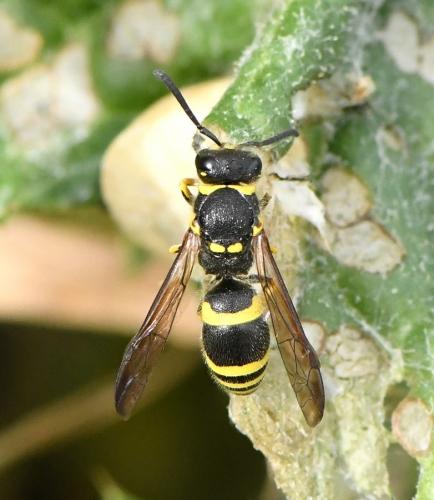 Réf. 224 600 : Ancistrocerus (parietinus)